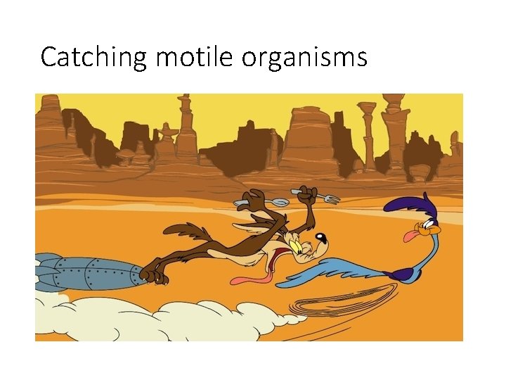 Catching motile organisms 