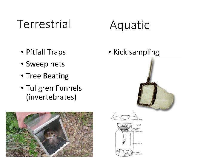 Terrestrial • Pitfall Traps • Sweep nets • Tree Beating • Tullgren Funnels (invertebrates)