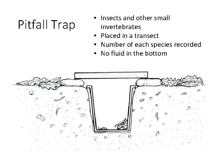 Pitfall Trap • Insects and other small invertebrates • Placed in a transect •