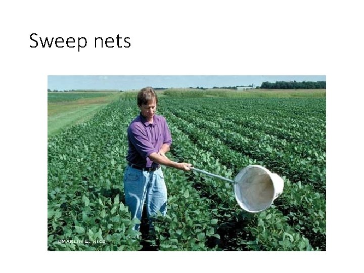 Sweep nets 