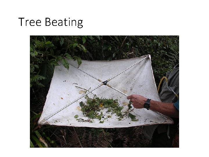 Tree Beating 