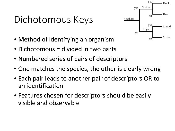Dichotomous Keys • Method of identifying an organism • Dichotomous = divided in two
