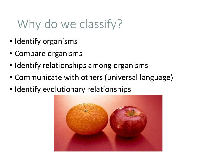 Why do we classify? • Identify organisms • Compare organisms • Identify relationships among