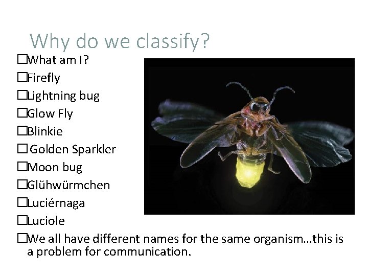 Why do we classify? �What am I? �Firefly �Lightning bug �Glow Fly �Blinkie �
