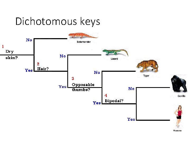 Dichotomous keys 