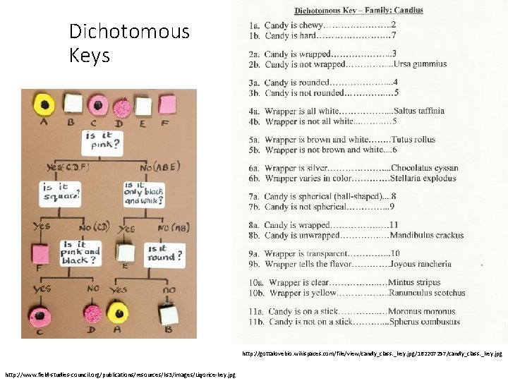 Dichotomous Keys http: //gottalovebio. wikispaces. com/file/view/candy_class. _key. jpg/162207257/candy_class. _key. jpg http: //www. field-studies-council. org/publications/resources/ks