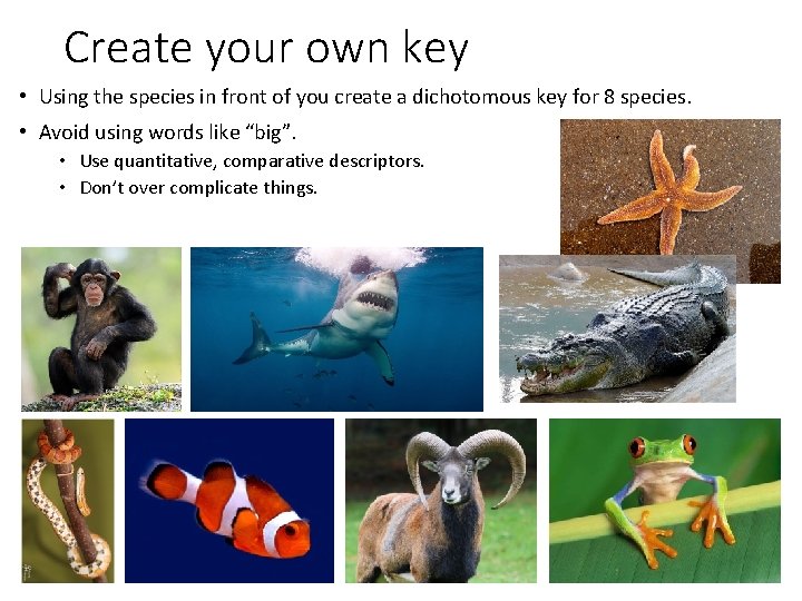 Create your own key • Using the species in front of you create a