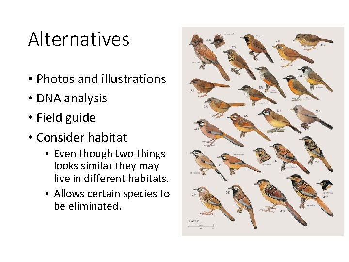 Alternatives • Photos and illustrations • DNA analysis • Field guide • Consider habitat