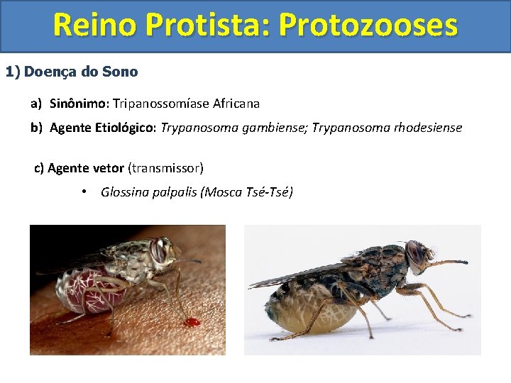 Reino Protista: Protozooses 1) Doença do Sono a) Sinônimo: Tripanossomíase Africana b) Agente Etiológico: