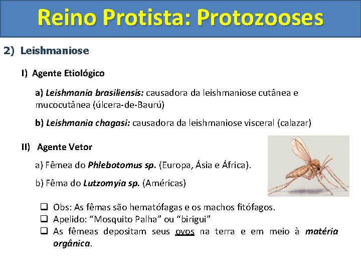 Reino Protista: Protozooses 2) Leishmaniose I) Agente Etiológico a) Leishmania brasiliensis: causadora da leishmaniose