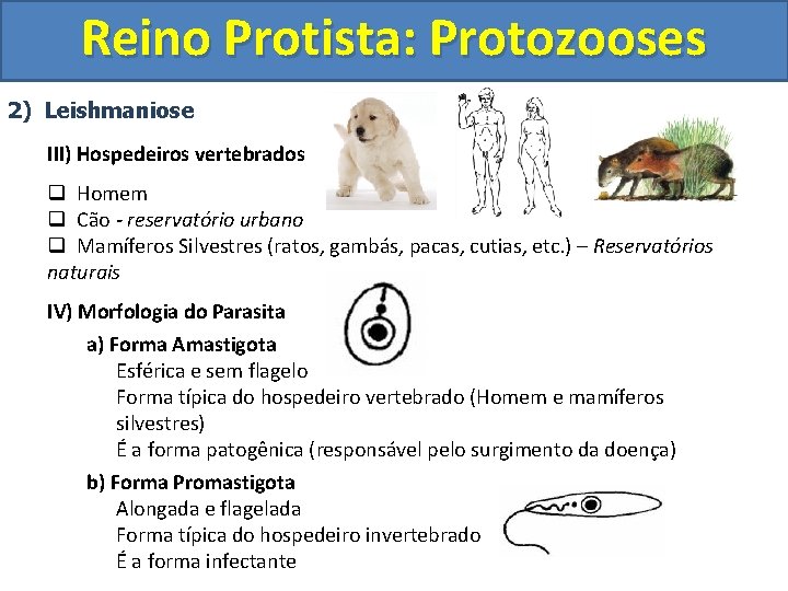 Reino Protista: Protozooses 2) Leishmaniose III) Hospedeiros vertebrados q Homem q Cão - reservatório