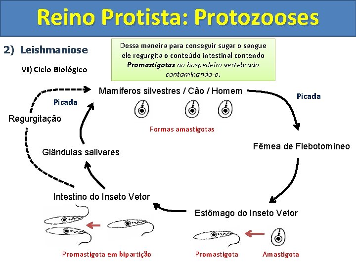 Reino Protista: Protozooses 2) Leishmaniose VI) Ciclo Biológico Dessa maneira para conseguir sugar opara