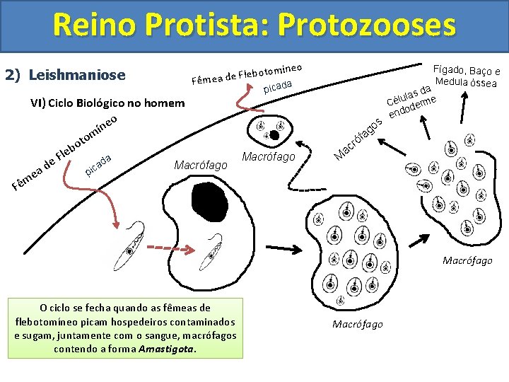 Reino Protista: Protozooses 2) Leishmaniose Fê tomíneo Flebo e d a e m ê