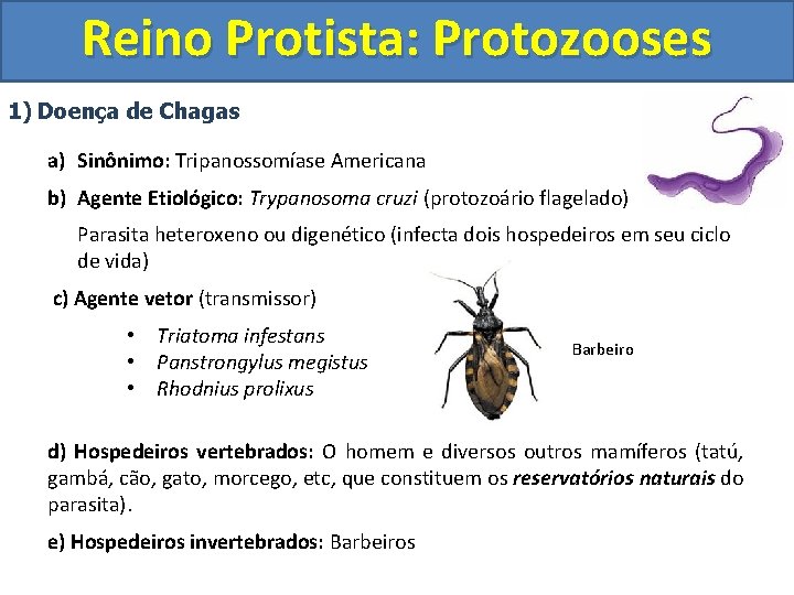 Reino Protista: Protozooses 1) Doença de Chagas a) Sinônimo: Tripanossomíase Americana b) Agente Etiológico: