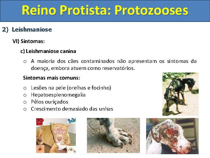 Reino Protista: Protozooses 2) Leishmaniose VI) Sintomas: c) Leishmaniose canina o A maioria dos