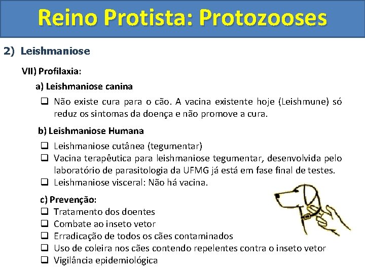 Reino Protista: Protozooses 2) Leishmaniose VII) Profilaxia: a) Leishmaniose canina q Não existe cura