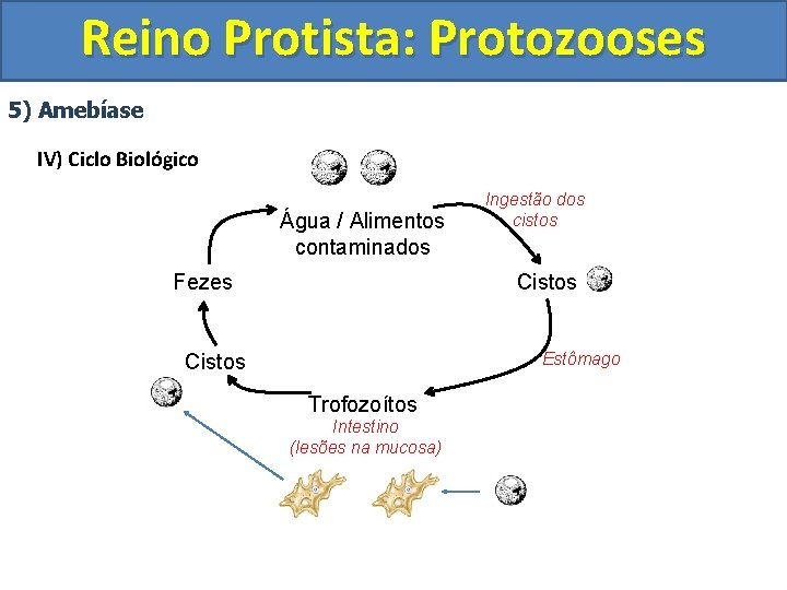 Reino Protista: Protozooses 5) Amebíase IV) Ciclo Biológico Água / Alimentos contaminados Fezes Ingestão