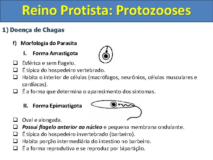 Reino Protista: Protozooses 1) Doença de Chagas f) Morfologia do Parasita I. Forma Amastigota