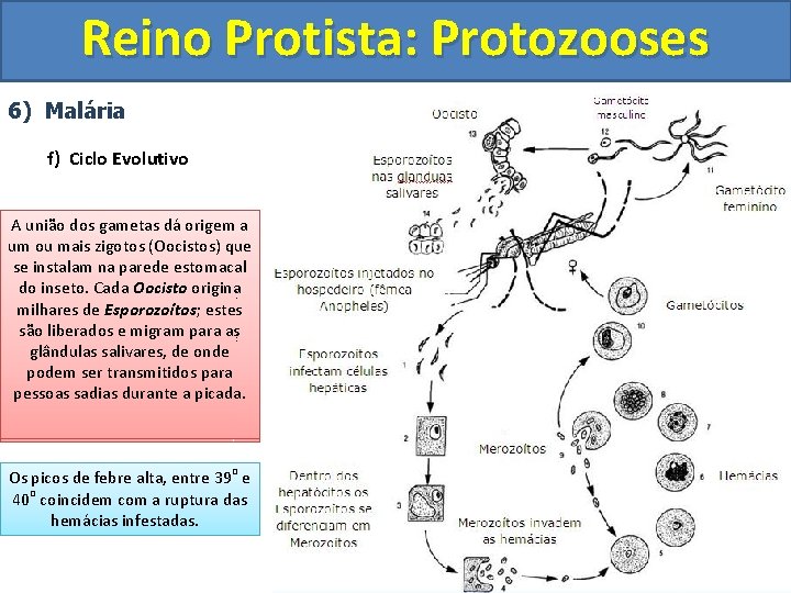 Reino Protista: Protozooses 6) Malária f) Ciclo Evolutivo Os Alguns AAOs Aunião Os Fase