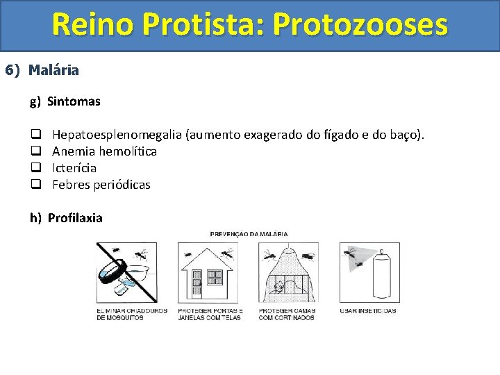 Reino Protista: Protozooses 6) Malária g) Sintomas q q Hepatoesplenomegalia (aumento exagerado do fígado