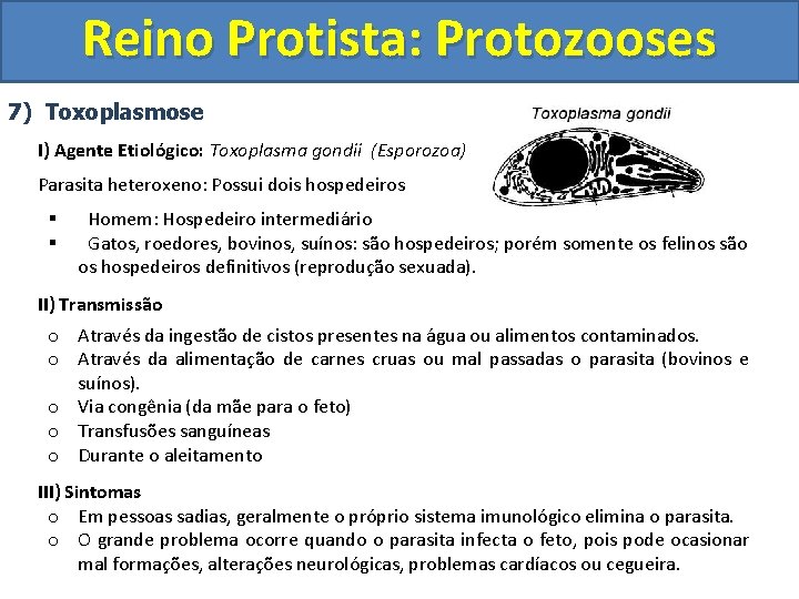 Reino Protista: Protozooses 7) Toxoplasmose I) Agente Etiológico: Toxoplasma gondii (Esporozoa) Parasita heteroxeno: Possui