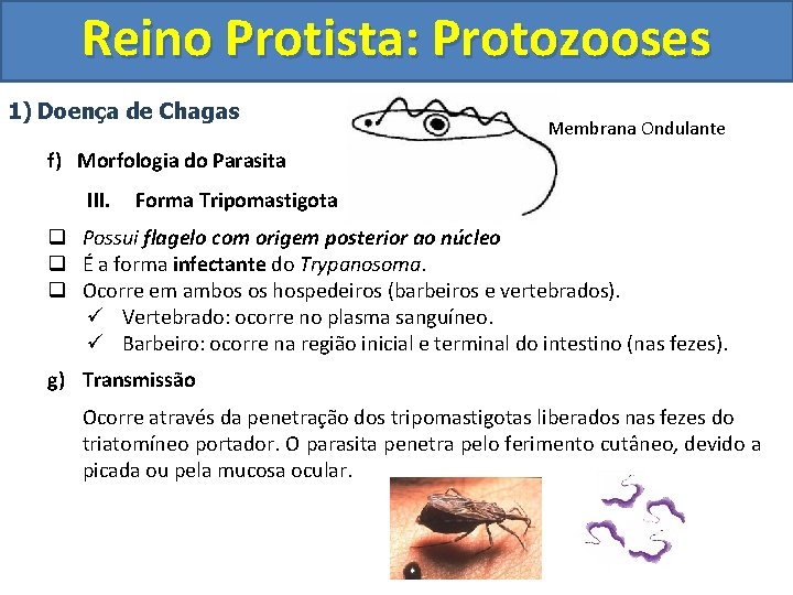 Reino Protista: Protozooses 1) Doença de Chagas Membrana Ondulante f) Morfologia do Parasita III.
