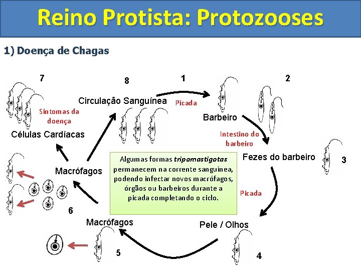 Reino Protista: Protozooses 1) Doença de Chagas 7 8 1 2 Circulação Sanguínea Picada