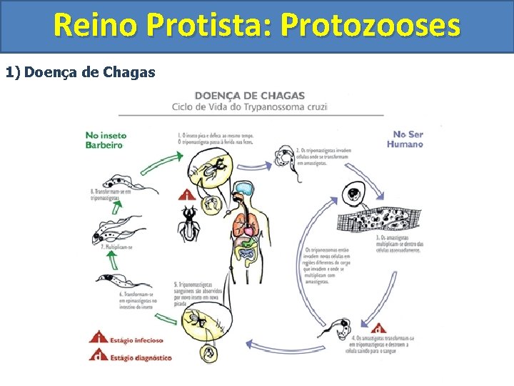 Reino Protista: Protozooses 1) Doença de Chagas 