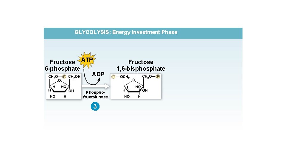 GLYCOLYSIS: Energy Investment Phase Fructose ATP 6 -phosphate ADP Phosphofructokinase 3 Fructose 1, 6