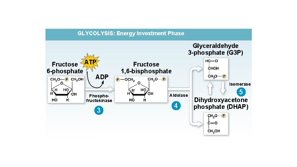 GLYCOLYSIS: Energy Investment Phase Glyceraldehyde 3 -phosphate (G 3 P) Fructose ATP 6 -phosphate