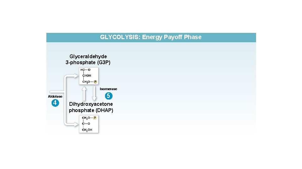 GLYCOLYSIS: Energy Payoff Phase Glyceraldehyde 3 -phosphate (G 3 P) Isomerase Aldolase 4 5