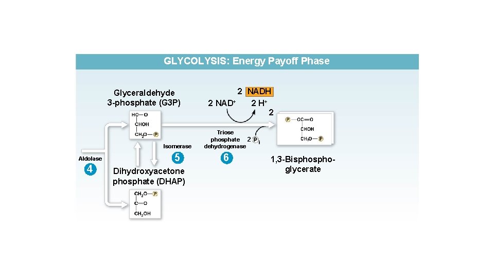 GLYCOLYSIS: Energy Payoff Phase Glyceraldehyde 3 -phosphate (G 3 P) Aldolase 4 2 NADH