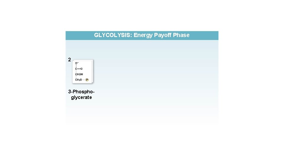 GLYCOLYSIS: Energy Payoff Phase 2 3 -Phosphoglycerate 