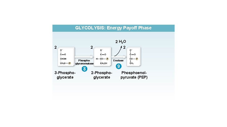 GLYCOLYSIS: Energy Payoff Phase 2 2 Phosphoglyceromutase 3 -Phosphoglycerate 8 2 -Phosphoglycerate 2 H