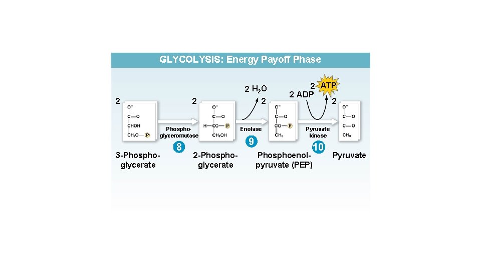 GLYCOLYSIS: Energy Payoff Phase 2 2 Phosphoglyceromutase 3 -Phosphoglycerate 8 2 -Phosphoglycerate 2 H