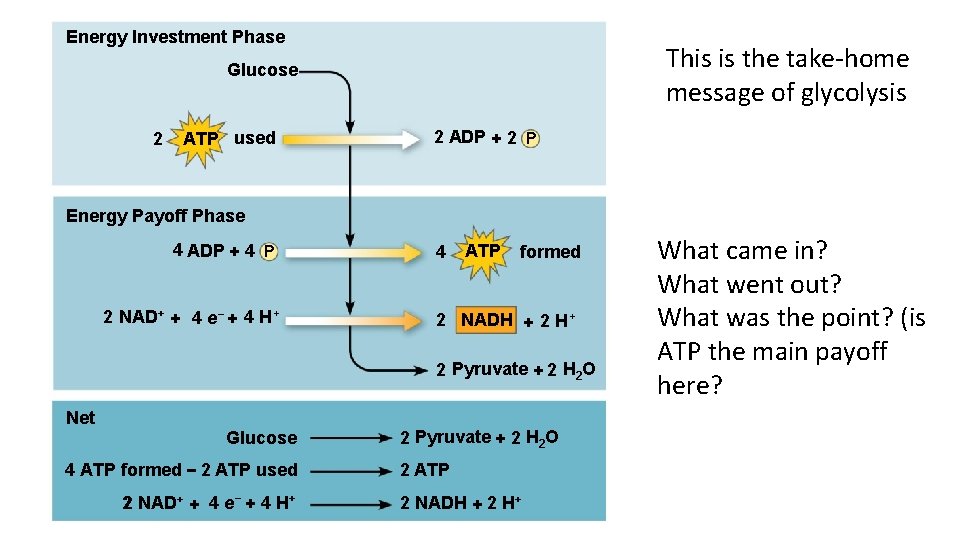 Energy Investment Phase This is the take-home message of glycolysis Glucose 2 ATP used