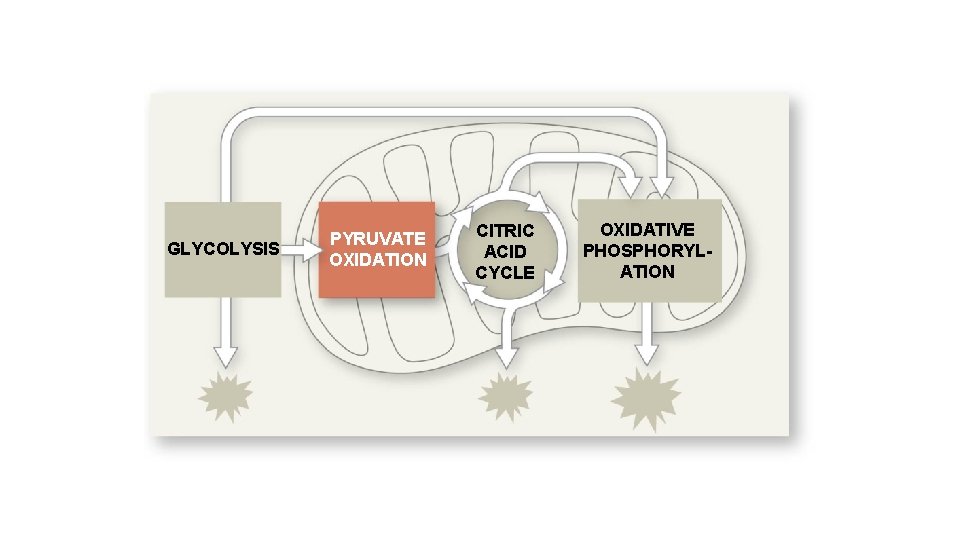 GLYCOLYSIS PYRUVATE OXIDATION CITRIC ACID CYCLE OXIDATIVE PHOSPHORYLATION 