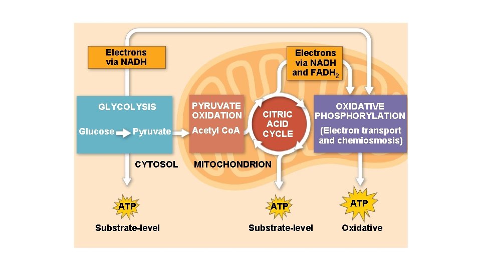 Electrons via NADH GLYCOLYSIS Glucose Electrons via NADH and FADH 2 PYRUVATE OXIDATION CITRIC