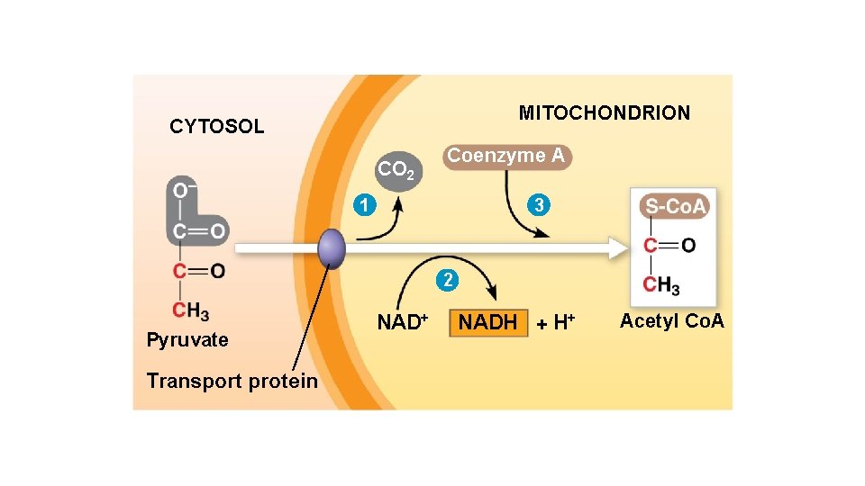 MITOCHONDRION CYTOSOL CO 2 Coenzyme A 3 1 2 Pyruvate Transport protein NAD+ NADH