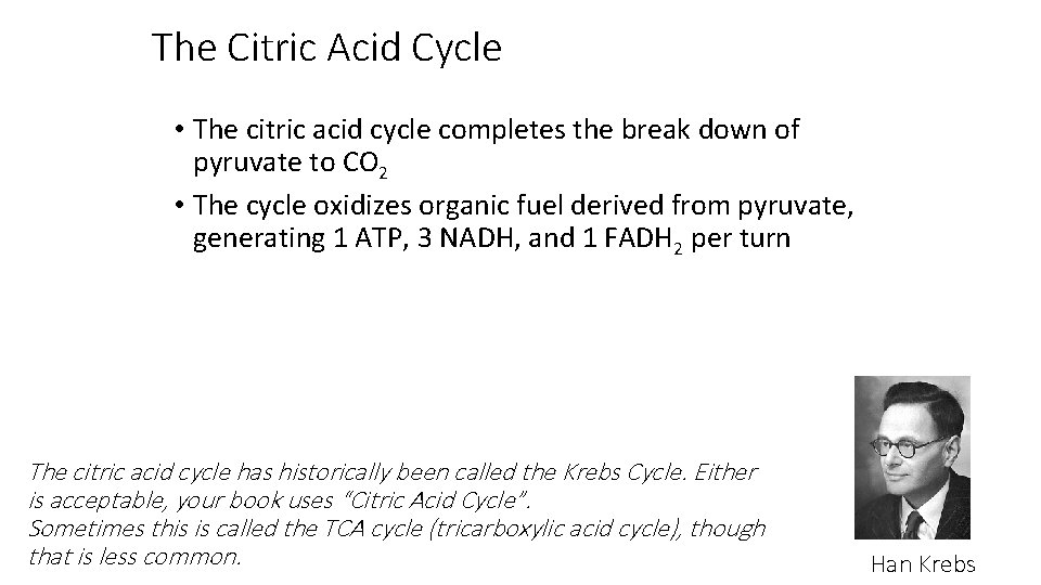 The Citric Acid Cycle • The citric acid cycle completes the break down of