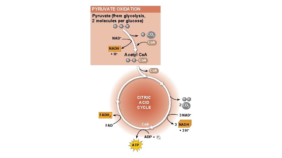 PYRUVATE OXIDATION Pyruvate (from glycolysis, 2 molecules per glucose) CO 2 NAD+ Co. A