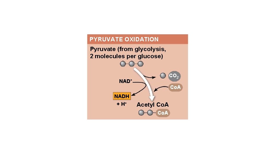 PYRUVATE OXIDATION Pyruvate (from glycolysis, 2 molecules per glucose) CO 2 NAD+ Co. A
