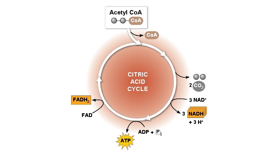 Acetyl Co. A CITRIC ACID CYCLE FADH 2 2 CO 2 3 NAD+ 3