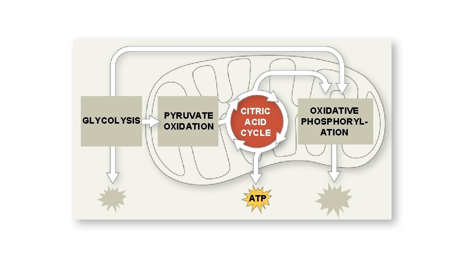 GLYCOLYSIS PYRUVATE OXIDATION CITRIC ACID CYCLE ATP OXIDATIVE PHOSPHORYLATION 