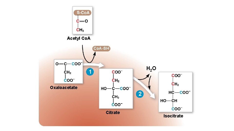 Acetyl Co. A-SH H 2 O 1 Oxaloacetate 2 Citrate Isocitrate 