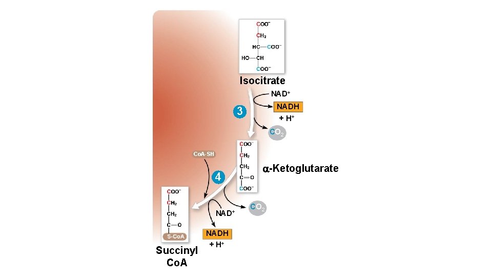 Isocitrate NAD+ NADH + H+ 3 CO 2 Co. A-SH 4 NAD+ Succinyl Co.