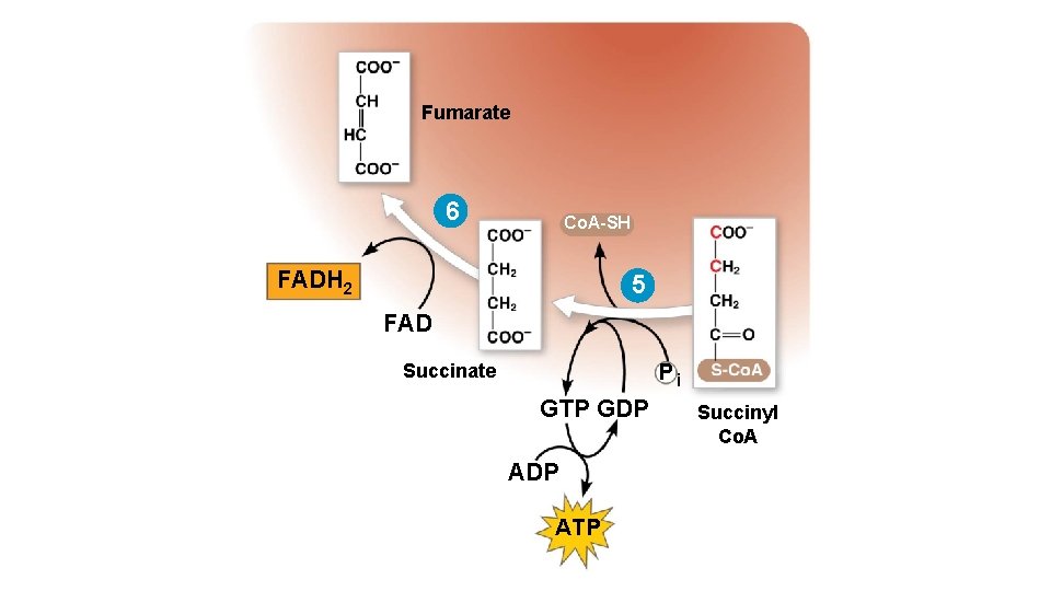 Fumarate 6 Co. A-SH FADH 2 5 FAD Pi Succinate GTP GDP ATP Succinyl