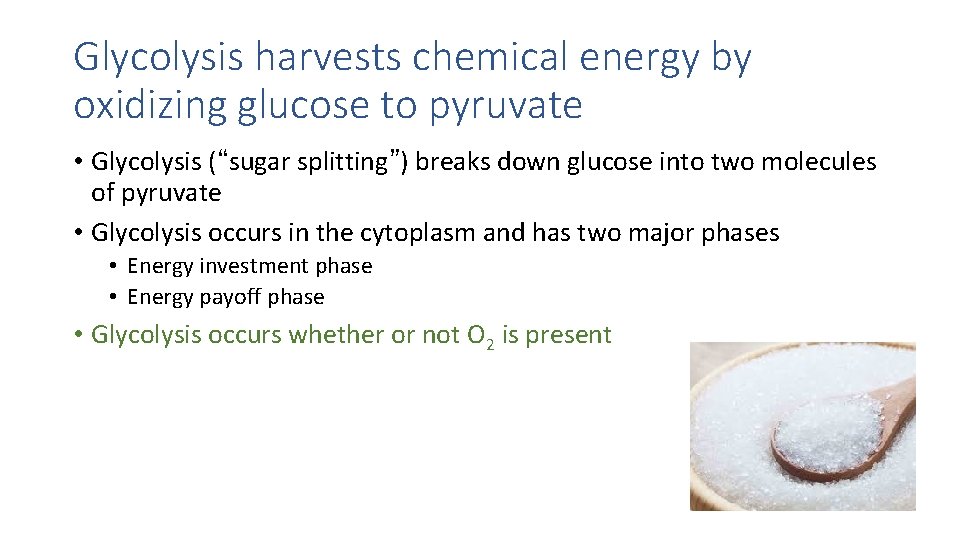 Glycolysis harvests chemical energy by oxidizing glucose to pyruvate • Glycolysis (“sugar splitting”) breaks