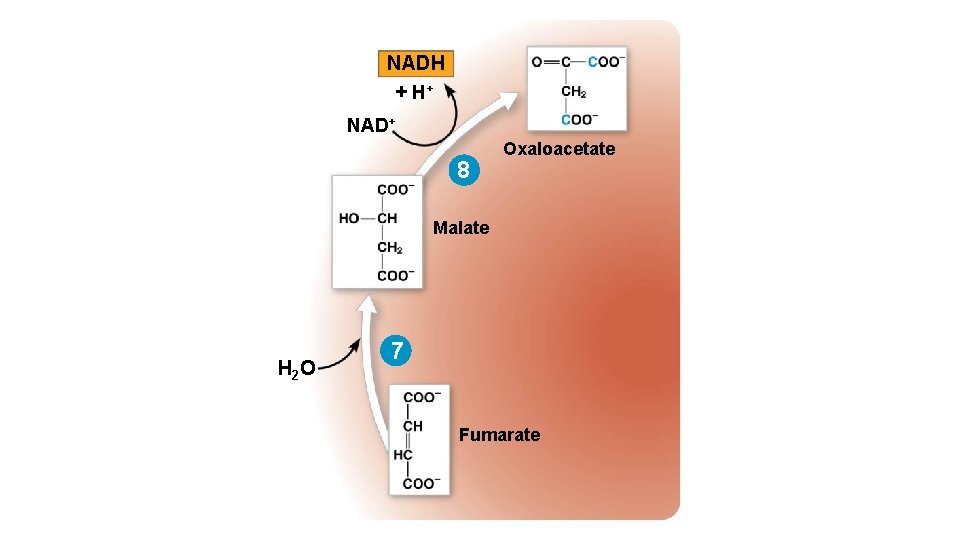 NADH + H+ NAD+ 8 Oxaloacetate Malate H 2 O 7 Fumarate 