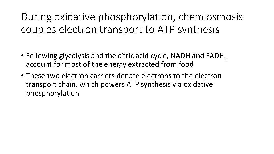 During oxidative phosphorylation, chemiosmosis couples electron transport to ATP synthesis • Following glycolysis and